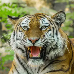 Somatic Experiencing - Réveiller le tigre